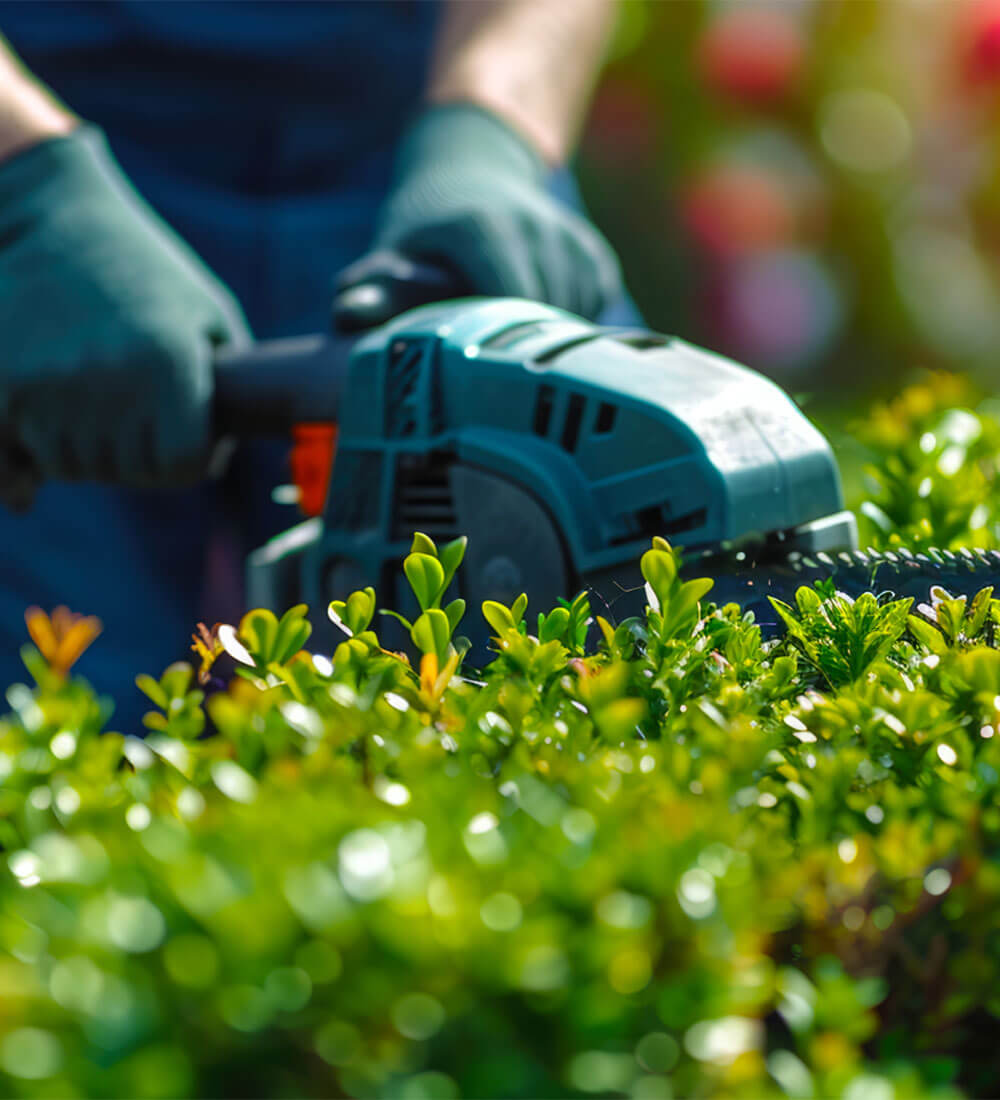 زراعة وتجميل الأسطح